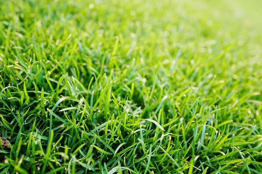 Tiết kiệm thời gian và công sức bảo dưỡng mặt cỏ